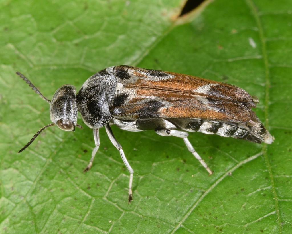 Glipa hilaris