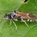 Glipa hilaris - Photo (c) skitterbug, some rights reserved (CC BY), uploaded by skitterbug