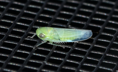 Chlorotettix viridius