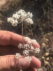 Perideridia parishii parishii
