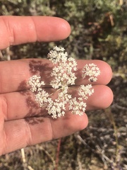 Perideridia parishii parishii