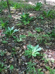 Frasera caroliniensis