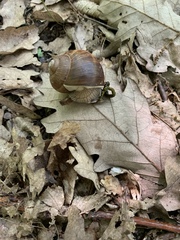 Helix pomatia