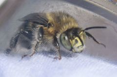 Anthophora quadrimaculata