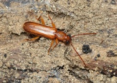 Smodicum cucujiforme