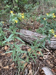 Lithospermum multiflorum