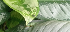 Cosmophasis valerieae