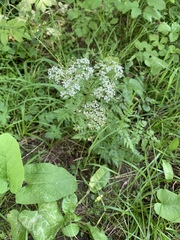 Anthriscus sylvestris