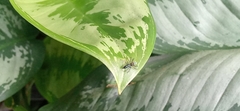 Cosmophasis valerieae