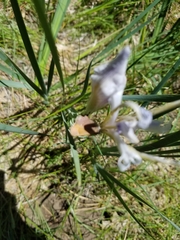 Callophrys