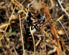 Dasypogon
