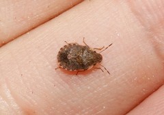 Sciocoris sideritidis