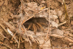 Selenocosmiinae