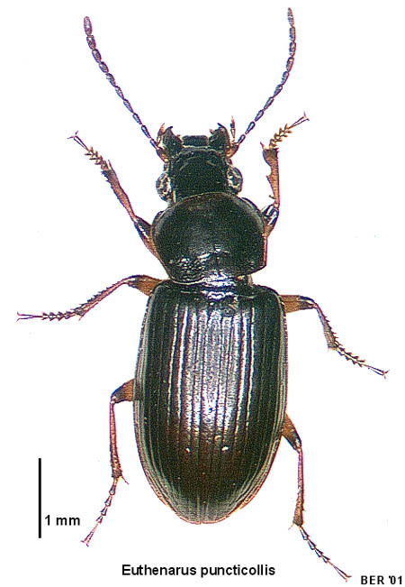 Euthenarus puncticollis