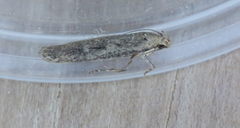 Platyedra subcinerea