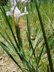 Callophrys