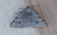 Digrammia denticulata