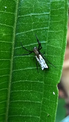 Micrathena elongata