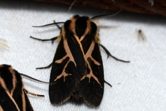Apantesis franconia