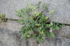 Asplenium ruta-muraria