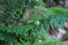 Herpetogramma aeglealis