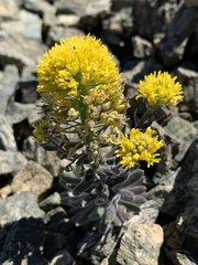 Draba aureola