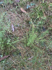 Leucopogon fasciculatus