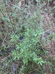 Leucopogon fasciculatus