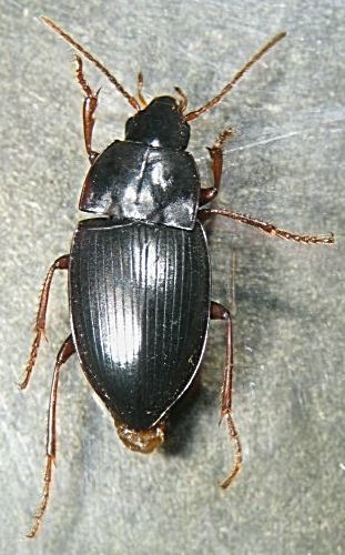 Gaioxenus