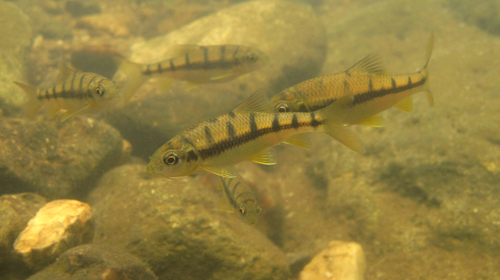 Striped barb (Acrossocheilus parallens) — Cyprinidae — 4