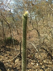 Nyctocereus serpentinus