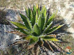Agave convallis