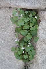 Cymbalaria muralis