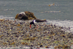 Haematopus ostralegus