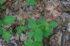 Circaea canadensis