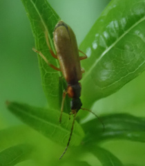 Rhagonycha testacea