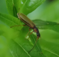 Rhagonycha testacea