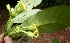 Voacanga caudiflora