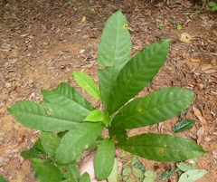 Voacanga caudiflora