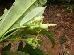 Voacanga caudiflora