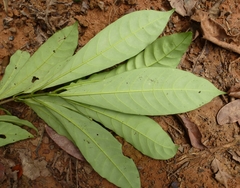 Voacanga caudiflora