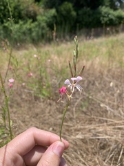 Oenothera hispida