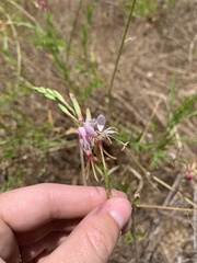 Oenothera hispida