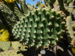 Opuntia durangensis