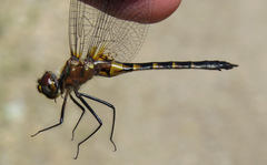 Dorocordulia lepida