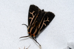 Apantesis franconia