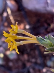 Lasiosiphon deserticola