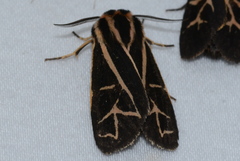 Apantesis franconia