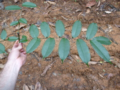 Zanthoxylum psammophilum