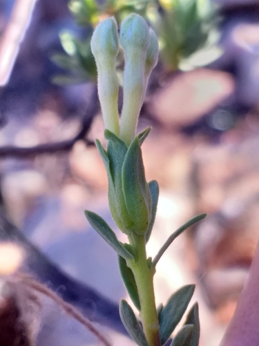Image of Lasiosiphon deserticola by (c) kevin koen, some rights reserved (CC BY-SA)